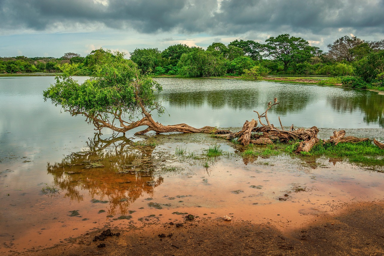 Yala wildlife reserve